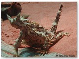 Alice Springs - Thorny Devil im Desert-Park 