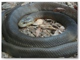 Australia Zoo - Taipan