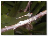 Cape Tribulation