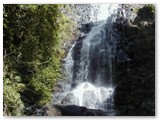 Dorrigo National Park