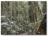 Dorrigo National Park