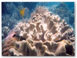 Great Barrier Reef