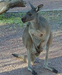 Flinders Ranges