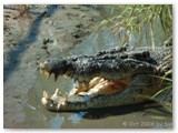 Broome - Malcom Douglas Crocodile Park