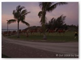 Broome - Camels after Sunset/Cablebeach