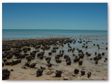 Shark Bay - Stromatolites