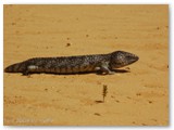 Nambung National Park