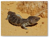 Nambung National Park