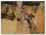 Nambung National Park