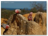 Nambung National Park