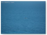 Cape Naturaliste - Wale 