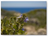 Cape Naturaliste