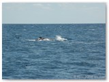 Busselton - Buckelwale