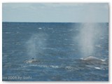 Busselton - Buckelwale