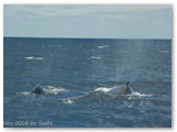 Busselton - Buckelwale