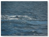 Busselton - Buckelwale