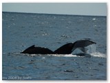 Busselton - Buckelwale