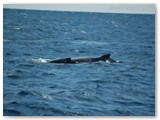 Busselton - Buckelwale