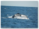 Busselton - Buckelwale