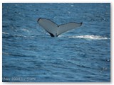 Busselton - Buckelwale