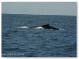 Busselton - Buckelwale
