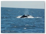 Busselton - Buckelwale