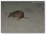 Leeuwin-Naturaliste NP - Das ist ein 'kleiner Kurznasenbeutler'