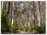 Leeuwin-Naturaliste NP - Boranup Forrest