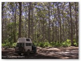Leeuwin-Naturaliste NP - Boranup Forrest