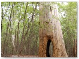 Beedelup NP - Walktrhough Tree