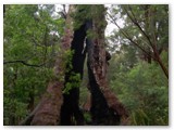 Walpole Nornalup NP - Giant Tingel Tree