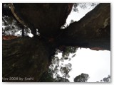 Walpole Nornalup NP - Giant Tingel Tree