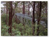 Walpole Nornalup NP - Tree Top Walk