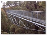 Walpole Nornalup NP - Tree Top Walk