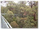 Walpole Nornalup NP - Tree Top Walk