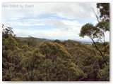 Walpole Nornalup NP - Tree Top Walk