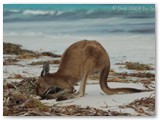 Cape Le Grand NP -Lucky Bay