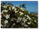 Cape Le Grand NP 