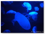 Perth - WA Aquarium