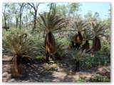 Litchfield  National Park - Walker Creek