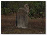 Litchfield  National Park - Magnetic Termite Mounds