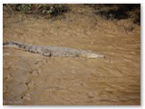 Adelaide River Crossing 