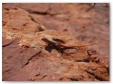 Watarrka National Park (Kings Canyon)