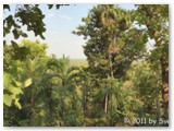 Litchfield  National Park - Wangi Falls