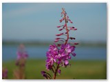 Blume am Ringkøbing Fjord