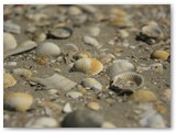 Am Strand auf Rømø / Dänemark