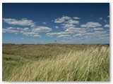 in den Dünen bei  Hvide Sande / Dänemark