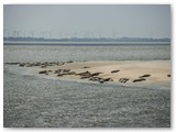 Seehundsbank an der Ost-Spitze von Norderney