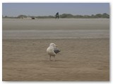 Am Strand von St Peter Ording