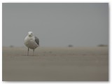 Am Strand von St Peter Ording